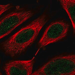 Merck Anti-C8orf44 antibody produced in rabbit