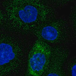 Merck Anti-TMCO1 antibody produced in rabbit
