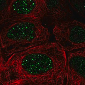 Merck Anti-FBXO48 antibody produced in rabbit