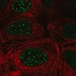 Merck Anti-FBXO48 antibody produced in rabbit