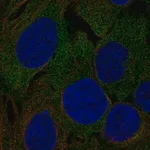 Merck Anti-LRRC4C antibody produced in rabbit