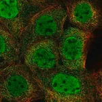 Merck Anti-ZMYM4 antibody produced in rabbit