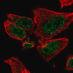 Merck Anti-HR antibody produced in rabbit
