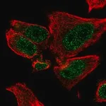 Merck Anti-HR antibody produced in rabbit