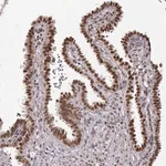 Merck Anti-RAI1 antibody produced in rabbit