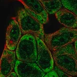 Merck Anti-SLFNL1 antibody produced in rabbit