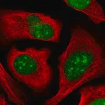 Merck Anti-ZZZ3 antibody produced in rabbit