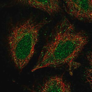 Merck Anti-CCDC122 antibody produced in rabbit