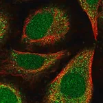 Merck Anti-POLE4 antibody produced in rabbit