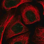 Merck Anti-ZIC2 antibody produced in rabbit