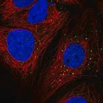 Merck Anti-AP1M2 antibody produced in rabbit