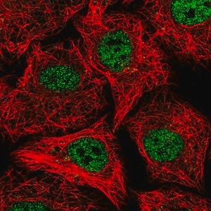 Merck Anti-SOX12 antibody produced in rabbit