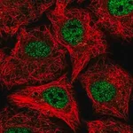 Merck Anti-SOX12 antibody produced in rabbit