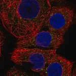 Merck Anti-FAM220A antibody produced in rabbit