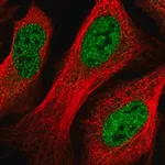 Merck Anti-GID8 antibody produced in rabbit