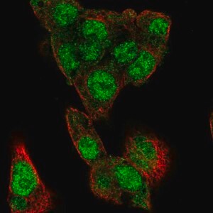 Merck Anti-MLXIPL antibody produced in rabbit