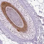 Merck Anti-KRT27 antibody produced in rabbit