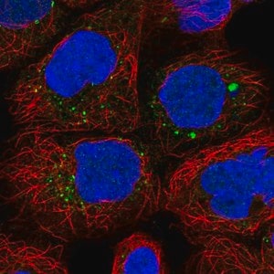 Merck Anti-ANKRD6 antibody produced in rabbit