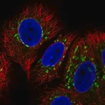 Merck Anti-COG7 antibody produced in rabbit