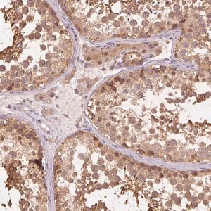 Merck Anti-PRMT5 antibody produced in rabbit