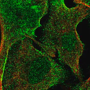 Merck Anti-APMAP antibody produced in rabbit