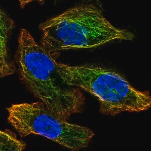 Merck Anti-ATG4A antibody produced in rabbit