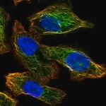 Merck Anti-ATG4A antibody produced in rabbit