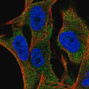 Merck Anti-SLC35G2 antibody produced in rabbit