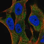 Merck Anti-SLC35G2 antibody produced in rabbit