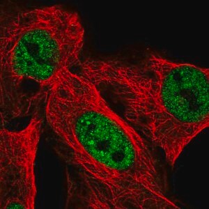 Merck Anti-USP42 antibody produced in rabbit