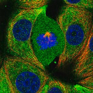 Merck Anti-RABGAP1 antibody produced in rabbit