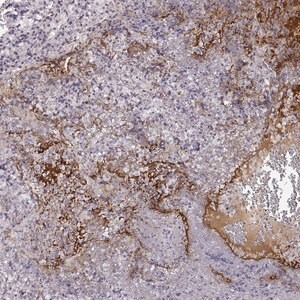 Merck Anti-NPW antibody produced in rabbit