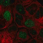 Merck Anti-E2F8 antibody produced in rabbit