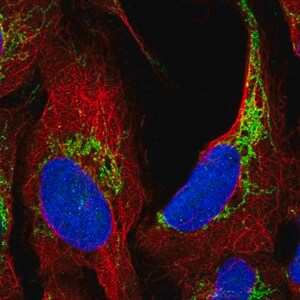 Merck Anti-ATAD3A antibody produced in rabbit