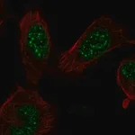 Merck Anti-E2F7 antibody produced in rabbit