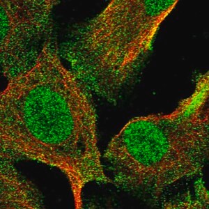 Merck Anti-RNF8 antibody produced in rabbit