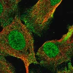 Merck Anti-RNF8 antibody produced in rabbit