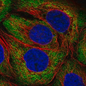 Merck Anti-ARHGEF3 antibody produced in rabbit