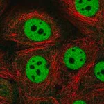 Merck Anti-CSTF1 antibody produced in rabbit