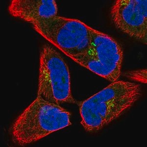Merck Anti-JAKMIP2 antibody produced in rabbit