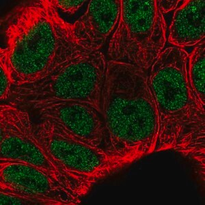 Merck Anti-KLF3 antibody produced in rabbit
