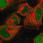 Merck Anti-DTL antibody produced in rabbit