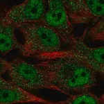 Merck Anti-SREBF2 antibody produced in rabbit