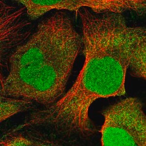 Merck Anti-DTL antibody produced in rabbit