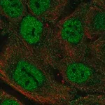 Merck Anti-MTCP1 antibody produced in rabbit