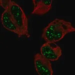 Merck Anti-RFXAP antibody produced in rabbit