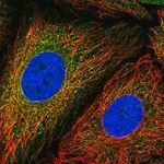 Merck Anti-MCM3AP antibody produced in rabbit