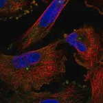 Merck Anti-PCNT antibody produced in rabbit