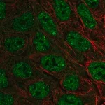 Merck Anti-EXOC6B antibody produced in rabbit