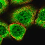 Merck Anti-MYO5C antibody produced in rabbit